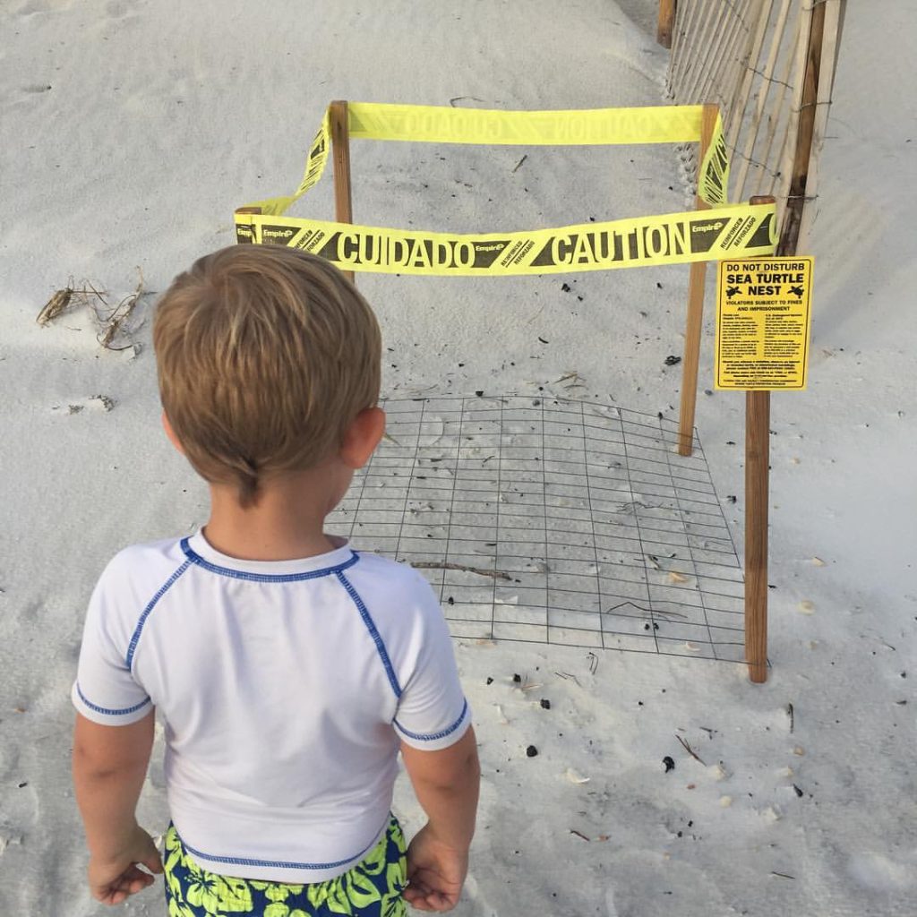 sea Turtle nests in Cape San Blas