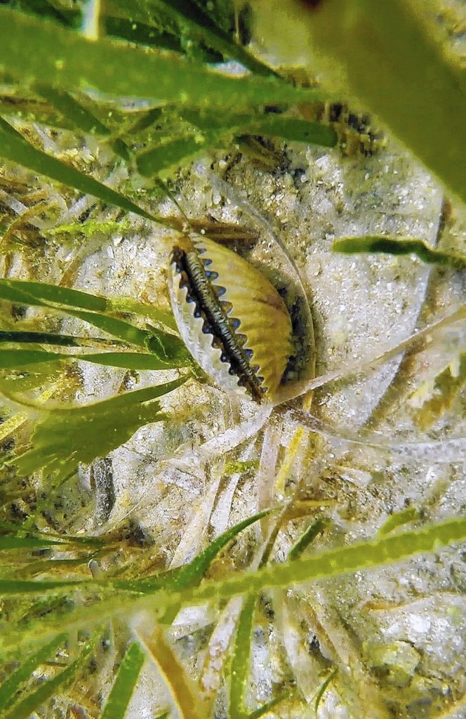 scalloping information in Cape San Blas