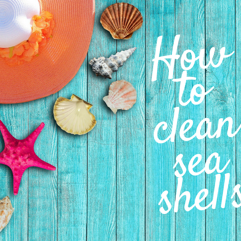 How to clean sea shells